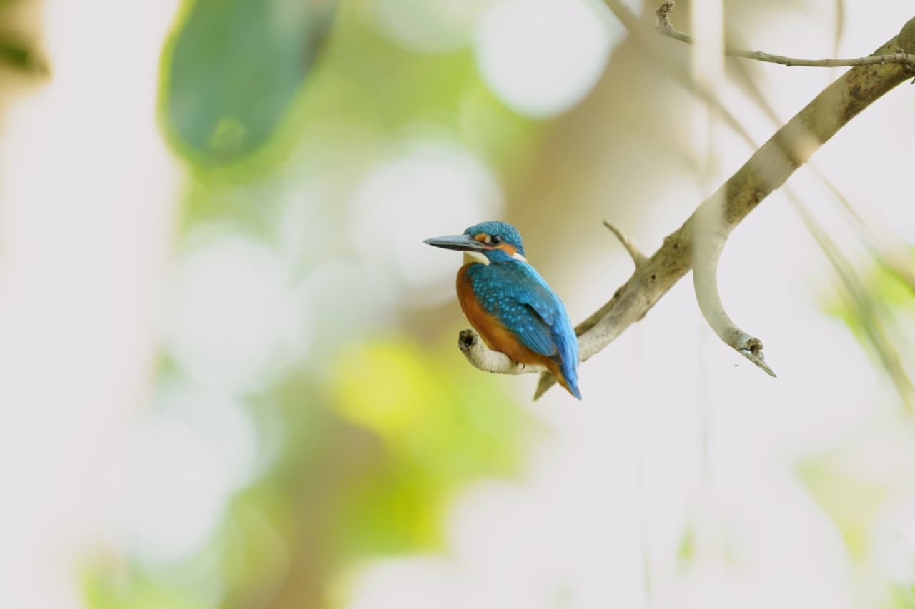 Birds of the Eastern Ghats nature walk